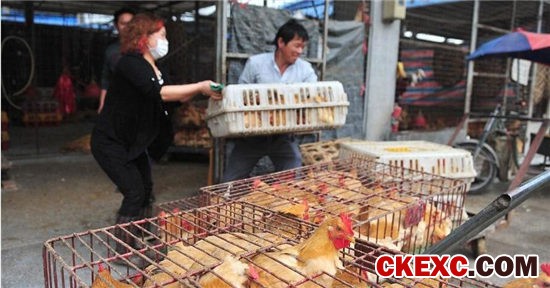 中国进入H7N9疫情高发期 你吃的鸡鸭肉蛋安全吗？