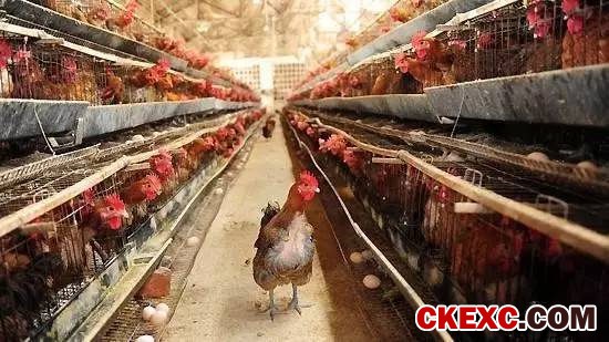 中国进入H7N9疫情高发期 你吃的鸡鸭肉蛋安全吗？