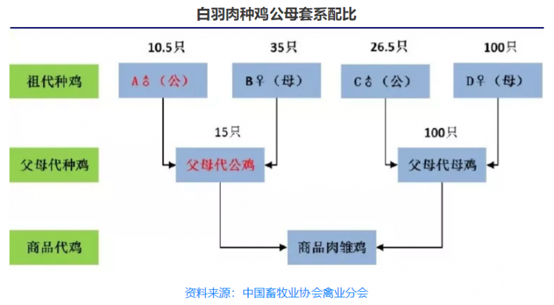 2018年上半年我国肉鸡养殖行业市场现状及趋势分析