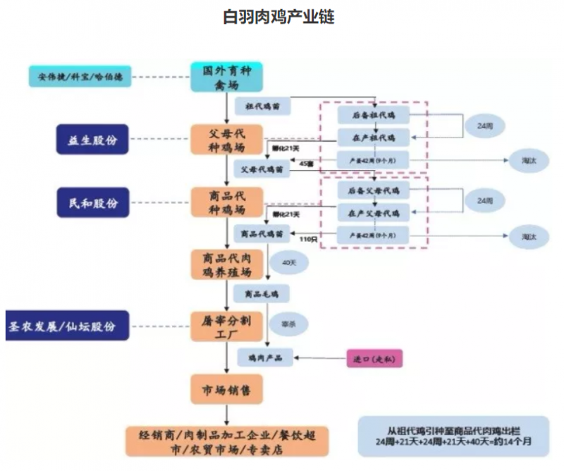 2018年上半年我国肉鸡养殖行业市场现状及趋势分析